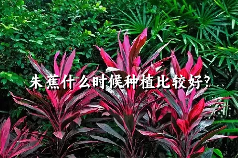 朱蕉什么时候种植比较好？