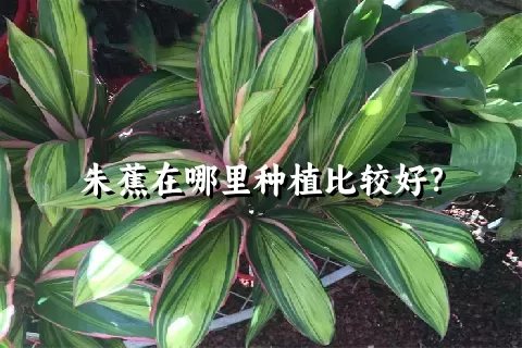 朱蕉在哪里种植比较好？