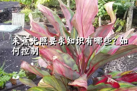 朱蕉光照要求知识有哪些？如何控制