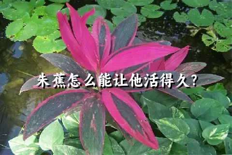 朱蕉怎么能让他活得久？