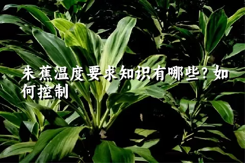 朱蕉温度要求知识有哪些？如何控制