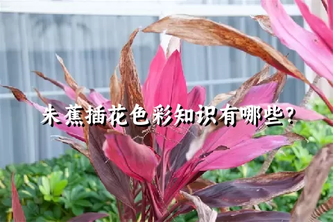 朱蕉插花色彩知识有哪些？