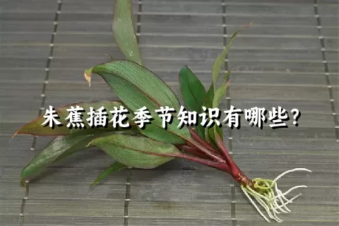 朱蕉插花季节知识有哪些？