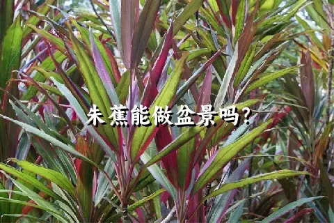 朱蕉能做盆景吗？