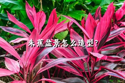 朱蕉盆景怎么造型？