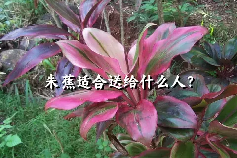 朱蕉适合送给什么人？