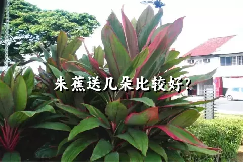 朱蕉送几朵比较好？