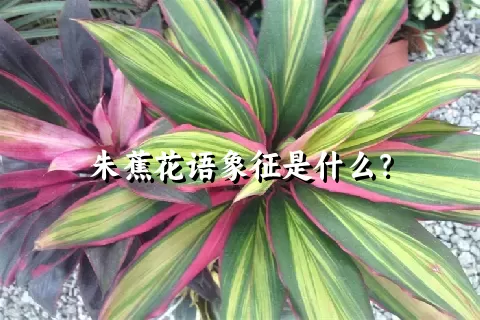 朱蕉花语象征是什么？