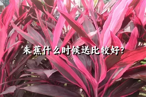 朱蕉什么时候送比较好？