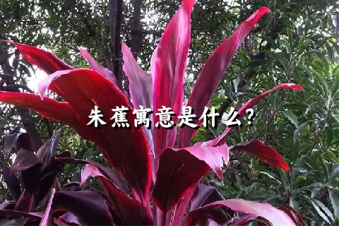 朱蕉寓意是什么？