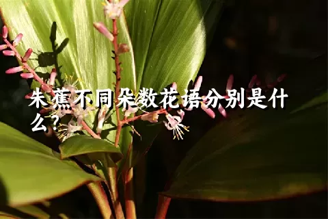 朱蕉不同朵数花语分别是什么？