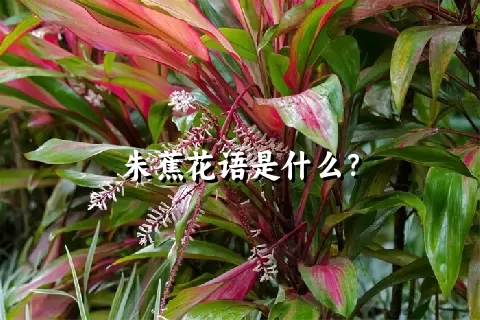 朱蕉花语是什么？