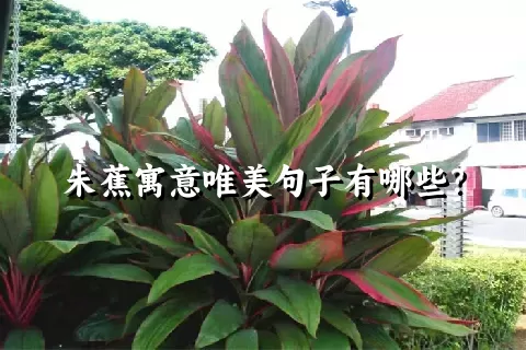 朱蕉寓意唯美句子有哪些？