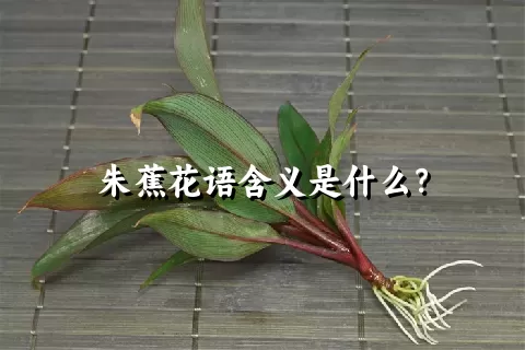 朱蕉花语含义是什么？