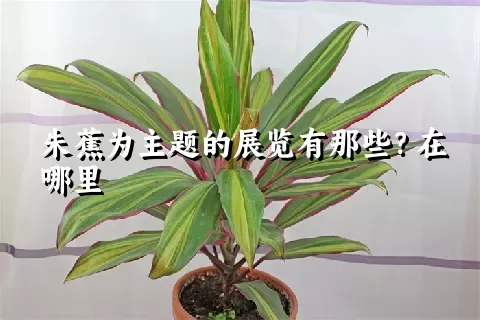 朱蕉为主题的展览有那些？在哪里