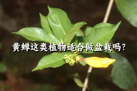 黄蝉这类植物适合做盆栽吗？