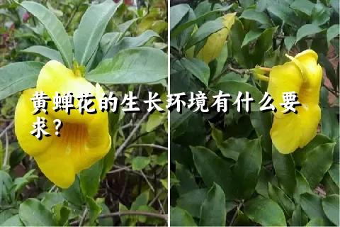 黄蝉花的生长环境有什么要求？