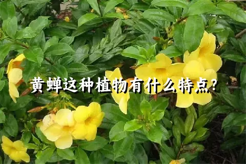 黄蝉这种植物有什么特点？