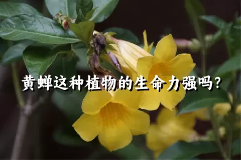 黄蝉这种植物的生命力强吗？