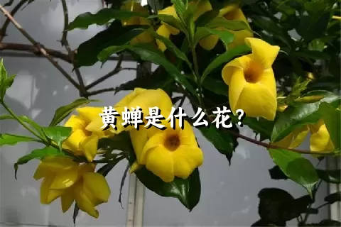 黄蝉是什么花？