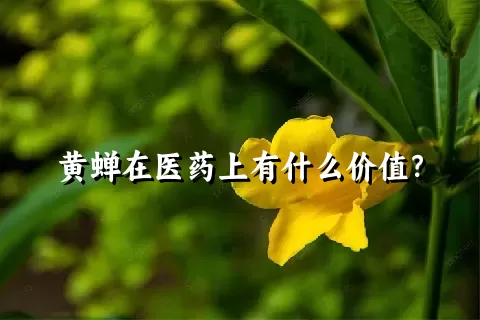 黄蝉在医药上有什么价值？