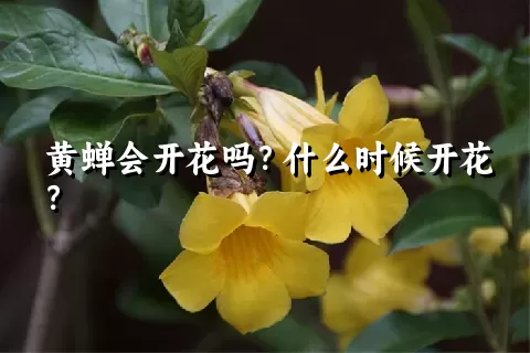 黄蝉会开花吗？什么时候开花？