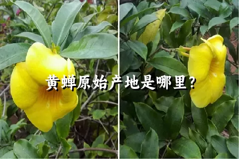 黄蝉原始产地是哪里？