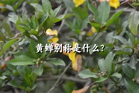 黄蝉别称是什么？