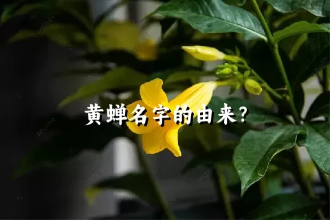 黄蝉名字的由来？