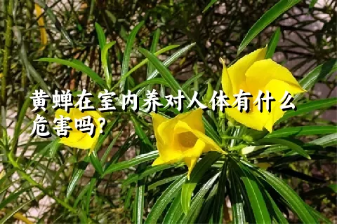 黄蝉在室内养对人体有什么危害吗？