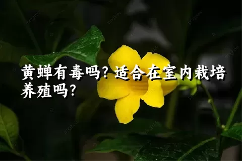 黄蝉有毒吗？适合在室内栽培养殖吗？