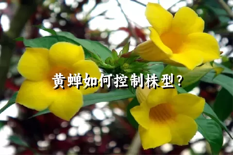 黄蝉如何控制株型？