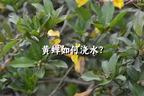 黄蝉如何浇水？