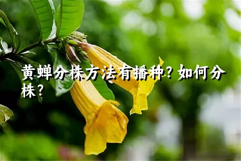 黄蝉分株方法有播种？如何分株？