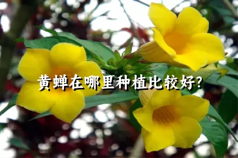 黄蝉在哪里种植比较好？