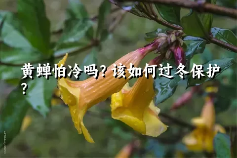 黄蝉怕冷吗？该如何过冬保护？