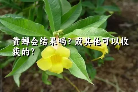 黄蝉会结果吗？或其他可以收获的？