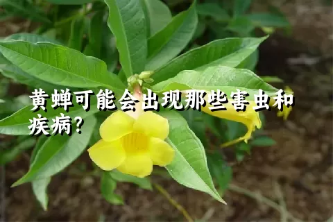 黄蝉可能会出现那些害虫和疾病？