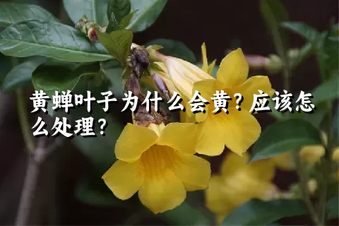 黄蝉叶子为什么会黄？应该怎么处理？