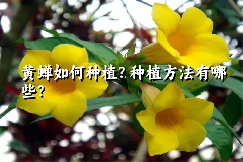 黄蝉如何种植？种植方法有哪些？