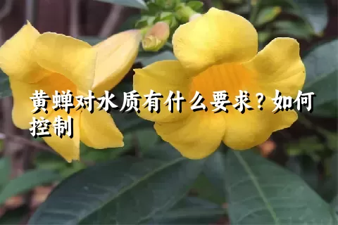 黄蝉对水质有什么要求？如何控制