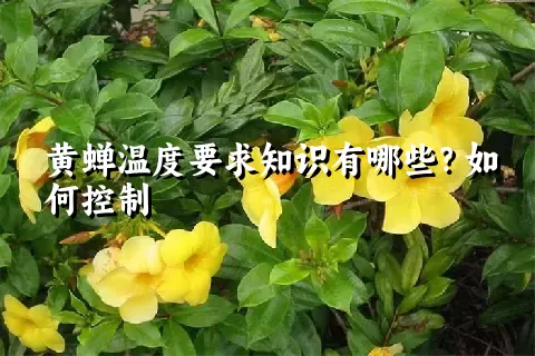 黄蝉温度要求知识有哪些？如何控制