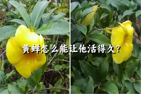 黄蝉怎么能让他活得久？