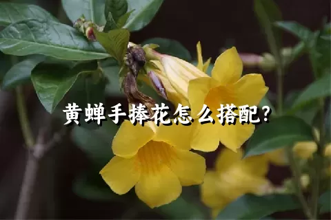 黄蝉手捧花怎么搭配？