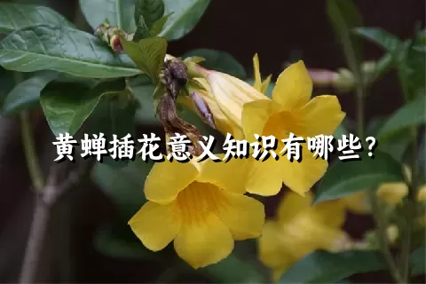 黄蝉插花意义知识有哪些？