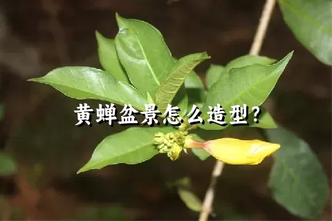 黄蝉盆景怎么造型？