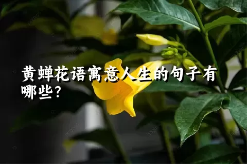 黄蝉花语寓意人生的句子有哪些？