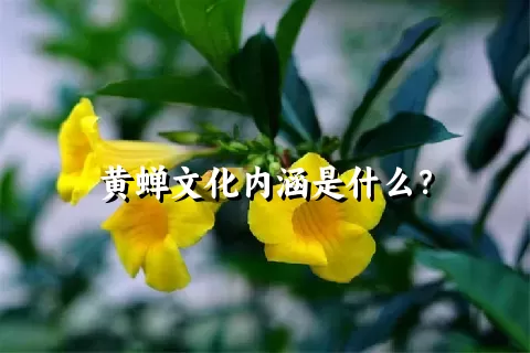 黄蝉文化内涵是什么？