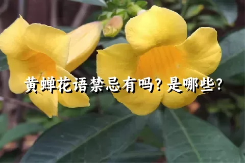 黄蝉花语禁忌有吗？是哪些？