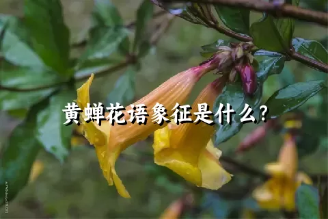 黄蝉花语象征是什么？